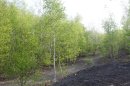 Forêt de Raismes-St-Amand-Wallers